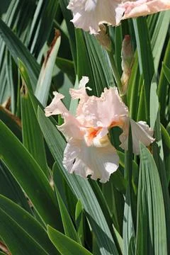 Pink bearded iris flower Stock Photos
