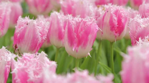 Pink bearded tulips Stock Footage 38502504