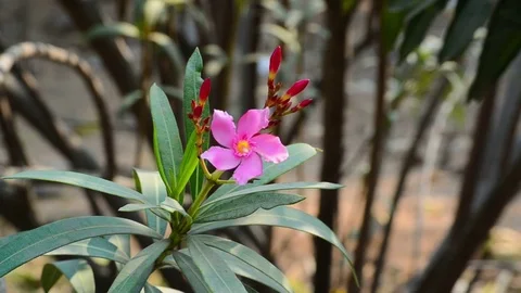 Pink Beautiful Flower Stock-Footage 73817647