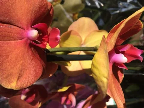 Pink beautiful orchid. Stock Photos