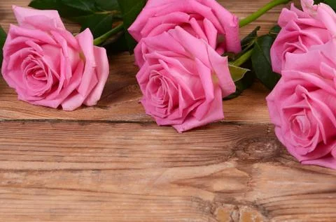 The pink beautiful rose a background Stock Photos