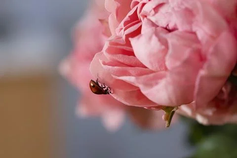 Pink beautiful roses with a bug, macro photography. Stock Photos