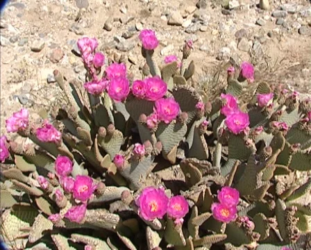 Pink Beavertail Cactus flower in full bloom on a dry, rocky desert slope Stock Footage 40113715