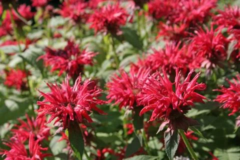 Pink bee balm Stock Photos