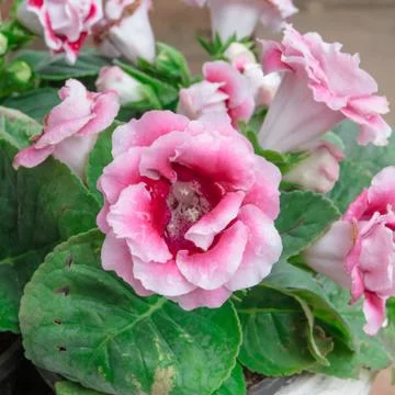 Pink begonia Stock Photos