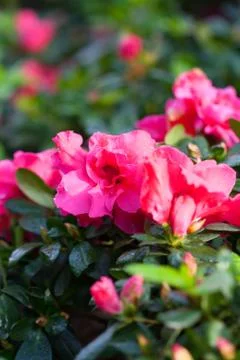 Pink begonias Stock Photos