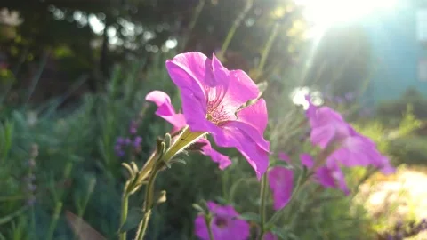 A pink bell sways in the wind. B roll Stock Footage 159064813