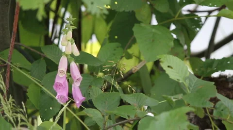 Pink bells penstermon Stock Footage 5232838