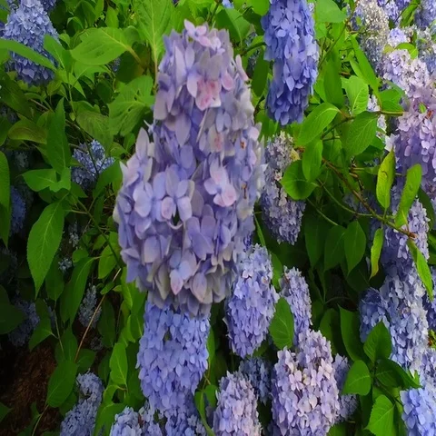 Pink big flowers of Hydrangea in summer park Stockbeeldmateriaal 69436352