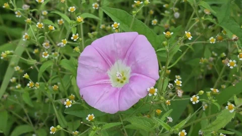 Pink Bindweed Flower Among Summer Wildflowers Video stock 344255700