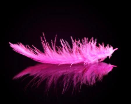 Pink bird feather. Stock Photos