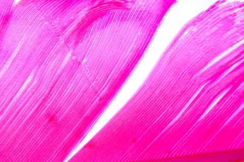 Pink bird feather  texture Foto stock
