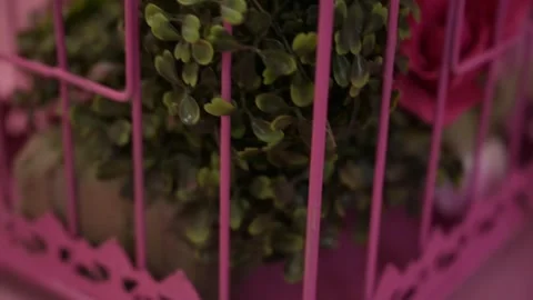 Pink Birdcage Closeup View Stock Footage 263848006