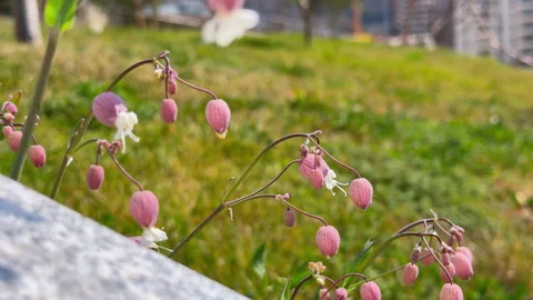 Pink bladder campion flower blooming in grassy meadow Stock Footage 337403110