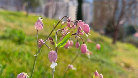 Pink bladder campion wildflower blooming on green meadow Stock-Footage 339050845