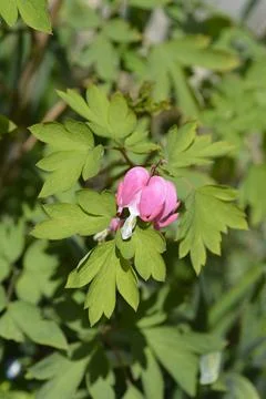 Pink bleeding heart flower in spring garden Stock Photos