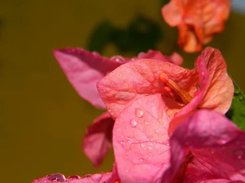 PINK BLOOM FLOWER Stock Photos