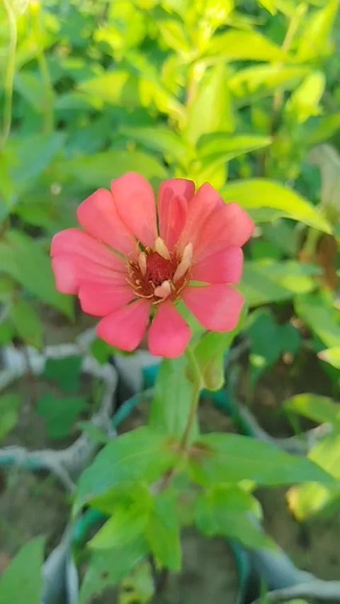 Pink Bloom in Nature – Close-Up Flower in Daylight Stock Footage 321447938