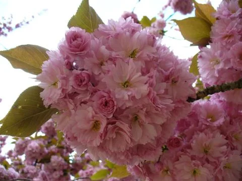 The pink bloom Stock Photos