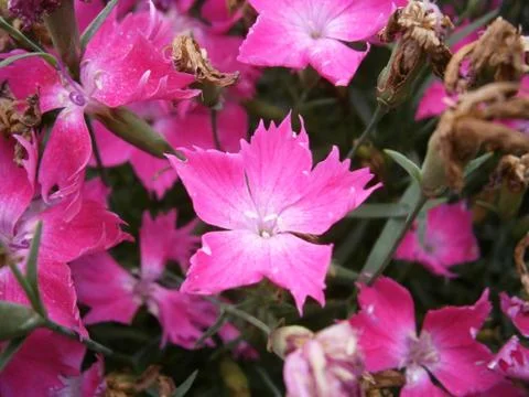 PInk bloom Foto stock