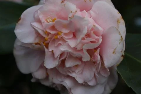 Pink Bloom 库存照片