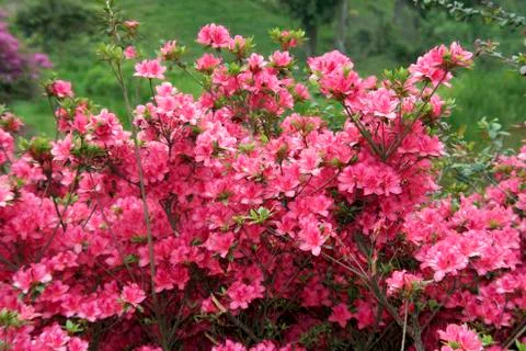 Pink Bloom Stock Photos