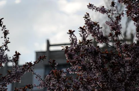 Pink Bloom Stock Photos