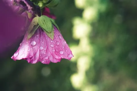 Pink bloom with raindrops. Stock Photos