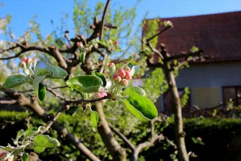 Pink blooming apple tree in spring Stock Photos