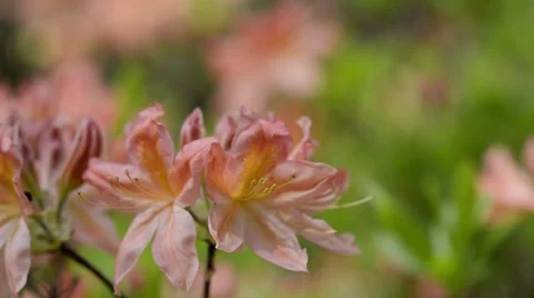 Pink blooming Azaleas Stock Footage 41288376