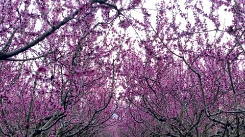 Pink blooming branches of peach trees Stock Footage 148370886