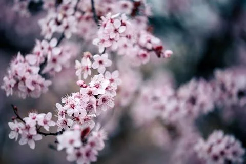 Pink blooming cherry Stock Photos