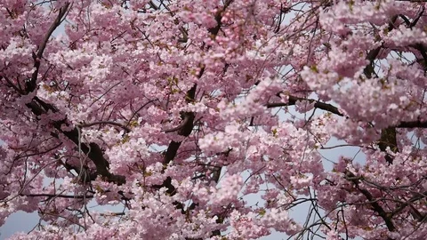 Pink blooming cherry tree in springtime with countless pink flowers Vídeos de archivo 88052019