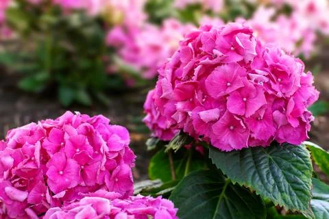 Pink blooming flower Hydrangea macrophylla in summer in the garden Stock Photos