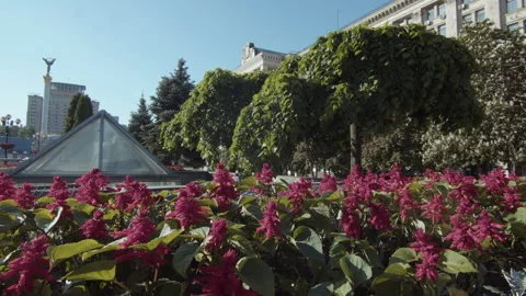 Pink blooming flower on the main square Video stock 247698486