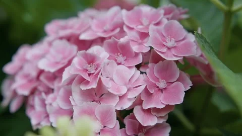 A pink blooming hydrangea, close up. A hydrangea's flowers in a garden 스톡 동영상 144668574