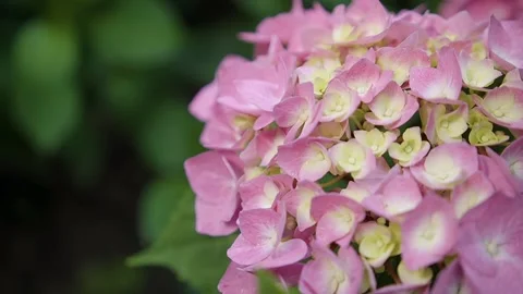A pink blooming hydrangea, macro. A hydrangea's flowers with soft focus 動画素材 144668493