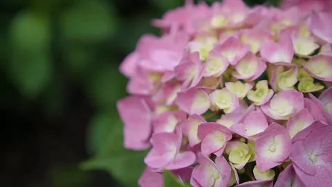 A pink blooming hydrangea, macro. A hydrangea's flowers with soft focus Stock Footage 144668549