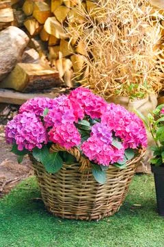 Pink blooming hydrangea in wicker basket on rustic garden patio. Ornamental.. Stock Photos