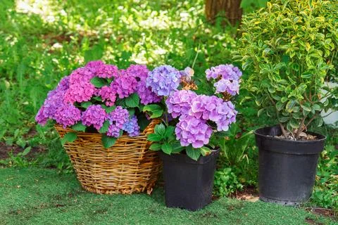 Pink blooming hydrangea in wicker basket on rustic garden patio. Ornamental.. Stock Photos