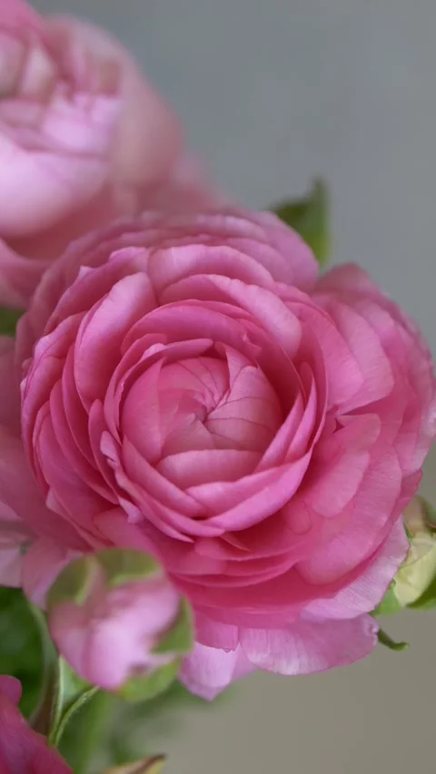 Pink blooming ranunculus flower in soft light representing feminine wellness and Stock Footage 330480945