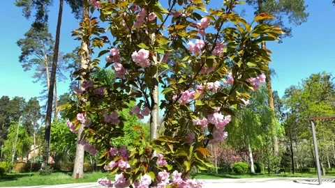Pink blooming sakura on the background of the blue sky, slow motion. Vídeos de archivo 242292371