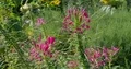 Pink blooming spider flowers Cleome spinosa close up at sunny day 4k or 4k+ Resolution