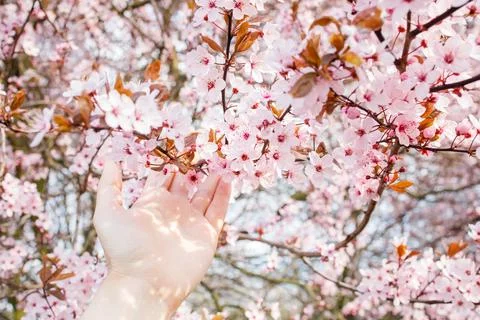 Pink blooming tree branches in spring and woman hand touching them close up.. Stock Photos