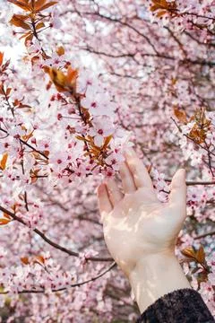Pink blooming tree branches in spring and woman hand touching them close up.. Foto stock