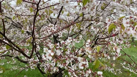 Pink blooming tree moving in a light wind close up. Selective focus. Spring Stock Footage 171174098