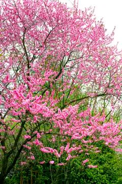 Pink blooming tree Stock Photos