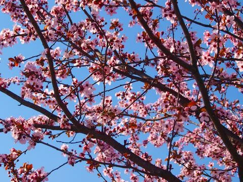 Pink blooming tree at spring. Stock Photos
