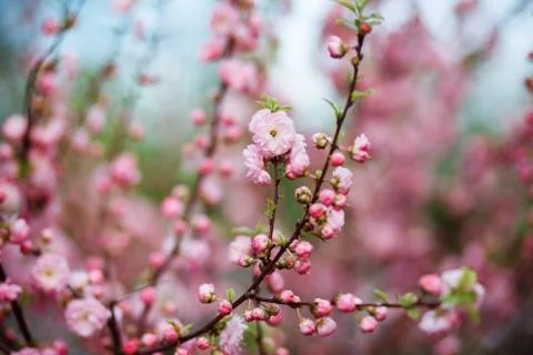 Pink blooming tree in spring. Spring blossom background. Stock Photos