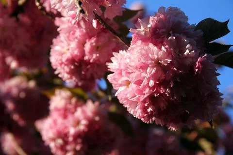 Pink blooming trees in spring Stock Photos